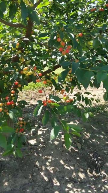 Cherry Picking:yellow and orange cherries