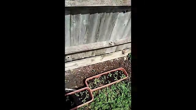 Growing Roma Tomatoes