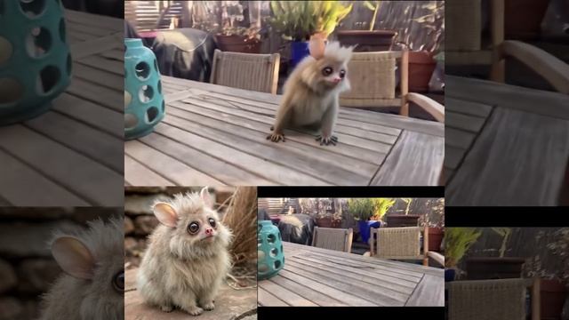 ИИ научился встраивать в видео любые изображения. Pika