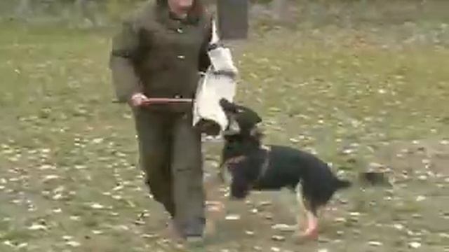 Cerberus Somnus vek 8 mesiacov obrana III
