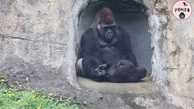Gorilla Daddy played with sons in different ways|D’jeeco|Jabali|Ringo|金剛猩猩迪亞哥和Jabali,Ringo玩