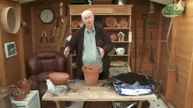 How to Plant Cannas: Summer Garden Guide