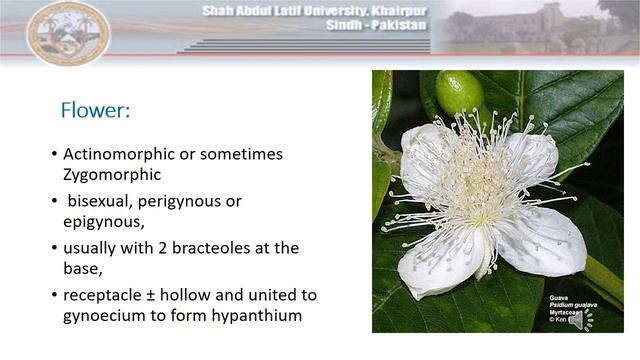 General Description of Plant Family Myrtaceae
