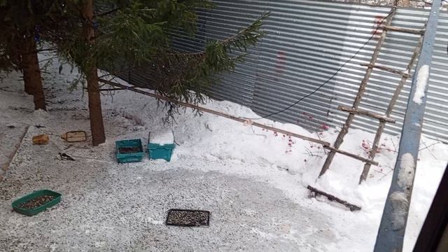Видеоблагодарность Марине Александровне за помощь лесным друзьям