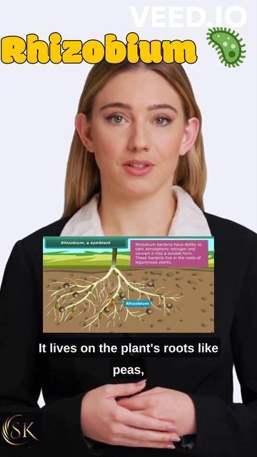 Rhizobium 🦠 (in roots) #shorts