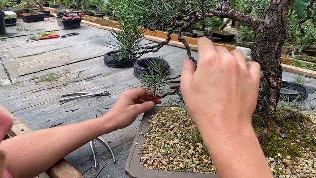 Scots Pine Bonsai Restyle