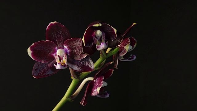 Phal. Tzeng-Wen Celle (gigantea x golden peocker)
