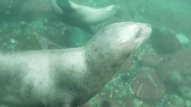 Stellar Sea Lions (Eumetopias Jubatus)