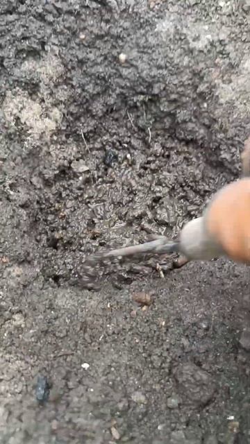 Высадка рассады томатов в открытый грунт. Что кладу в лунку. #томаты