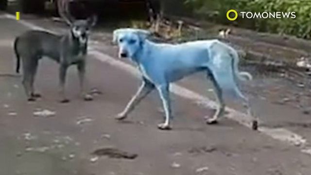 Blue dogs: street dogs searching for food in river found covered in blue dye  - TomoNews
