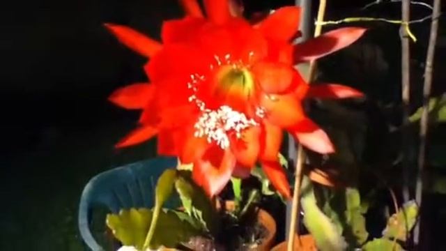 Red epiphyllum plant