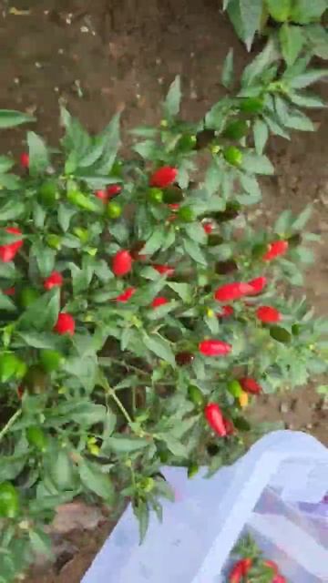 Hot Chili Pepper Picking