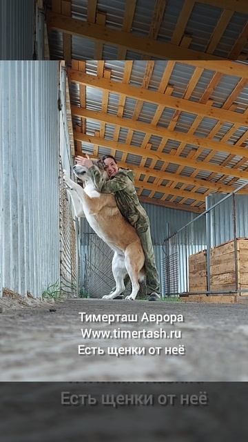 Тимерташ Аврора мама помета Н, есть доступные щенки  +79048881825 viber whatsapp www.timertash.ru
