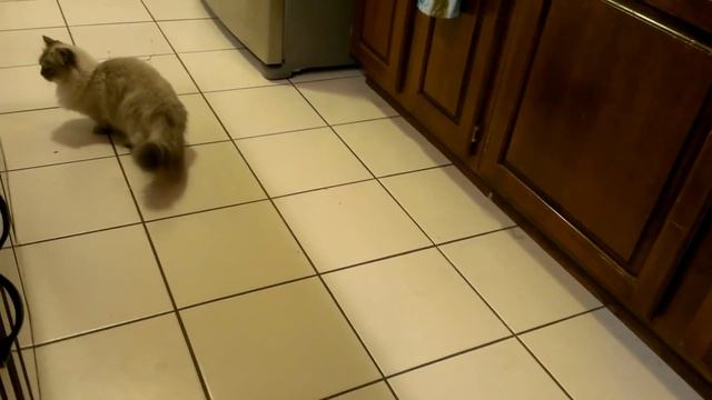 Cute munchkin cat kitten begging for treats