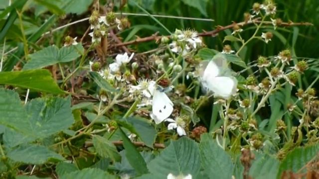 Large White mating failure