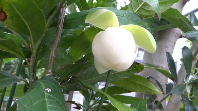 ココマグノリア（トキワレンゲ）　　　Coco Magnolia
