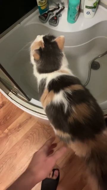 кошка не любит купаться #shortvideo #cat #shorts