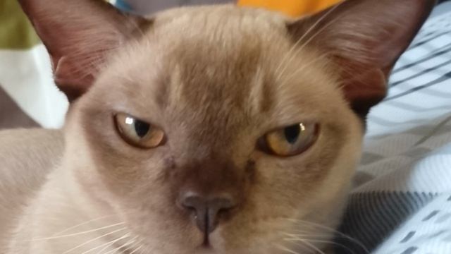 Моя милая кошка часть 3.