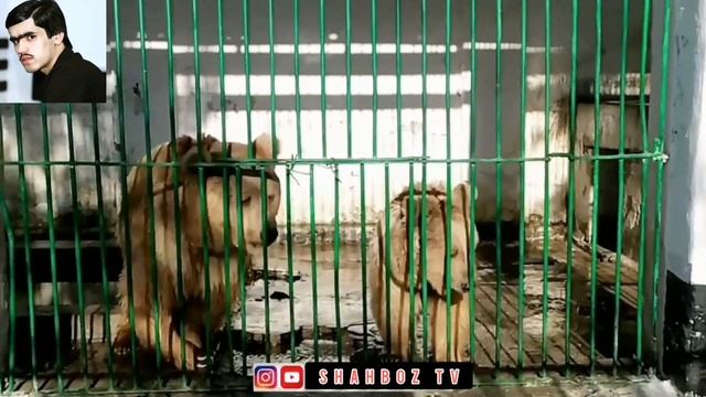 ШАХБОЗИ 2211 ЧИЯНДА ЯК ОБ ВА КУКУРУЗ ПАДАРКА ДОД