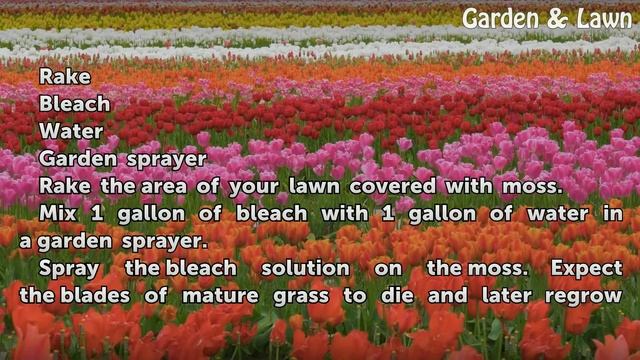 How to Kill Lawn Moss With Bleach