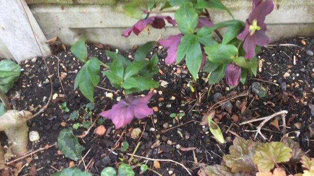 my garden in winter 2023