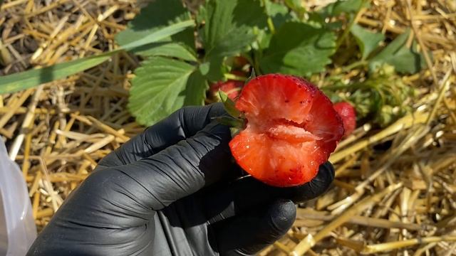 Обзор🍓клубники ЧАМОРА ТУРУСЫ крупноплодный сорт//Купить саженцы клубники Чамора Турусы Хитрук Елена