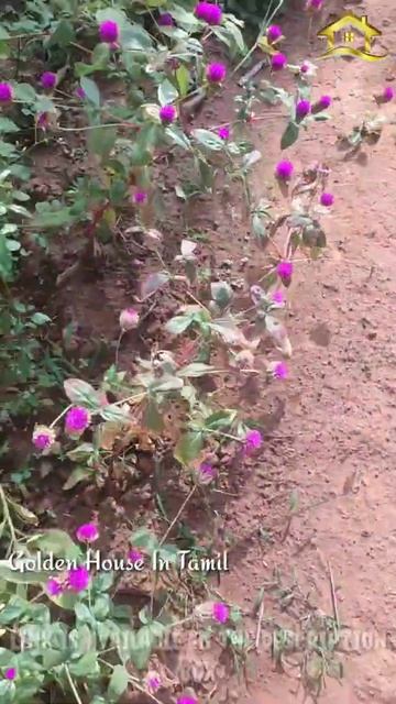 Short/புதுவரவும் பூத்துக்குலுங்கும் வாடாமல்லியும் /Gomphrena/Golden House In Tamil