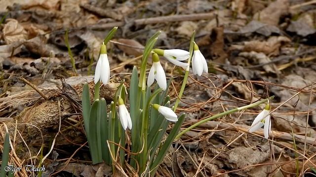 Підсніжник білосніжний. Червона книга України / Common snowdrop