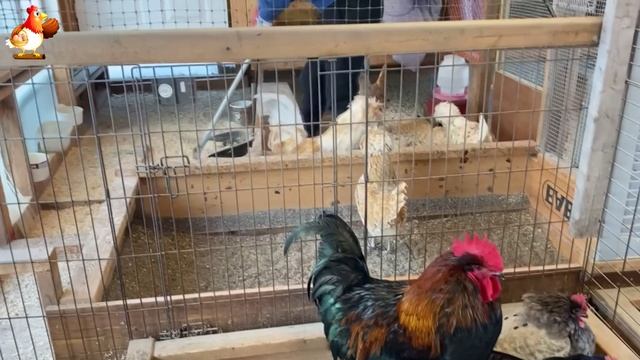 Идеальное птицеводство достойно восхищения 🐓🦆🦢🦚🦃🐔 эпизод (37)
