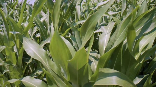 Sorghum Diversity 1: Origins and Importance