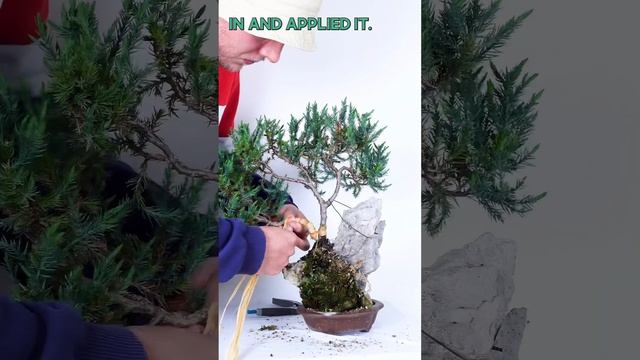 Creating a Juniper Bonsai on the Rock!
