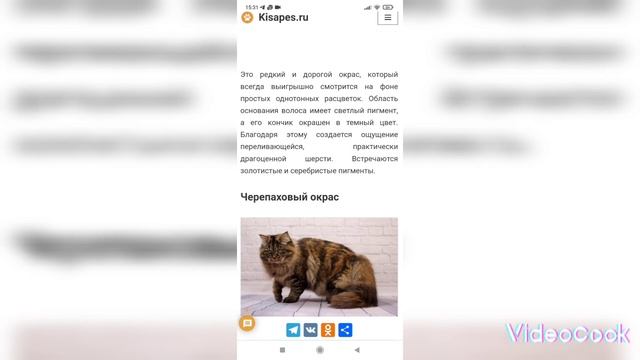 Всё о породе сибирская кошка.| Продолжение=5!|Ч.1|@pets-xn6qc