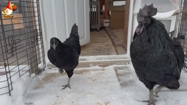 Идеальное птицеводство достойно восхищения 🐓🦆🦢🦚🦃🐔 эпизод (40)