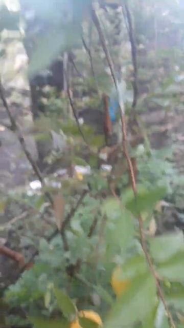 fruta nativa