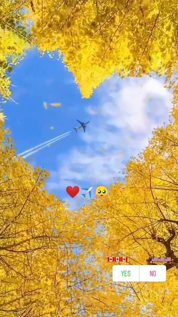 canada whatsApp status🇬🇧🇺🇸 🇨🇦 #canadalover #donkey #usa #ielts