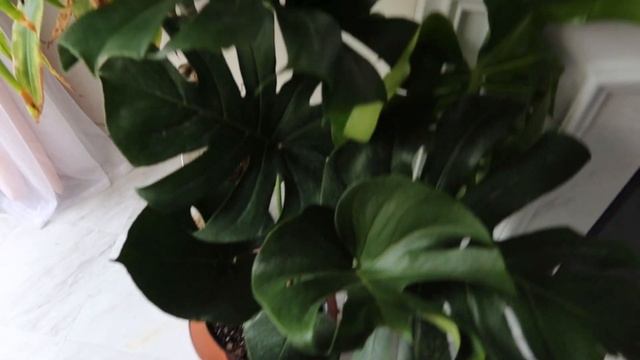 Famous Mom Teaches How to Launch NFT for Free - Five Below - Edible Plants - Refinishes File Cabine