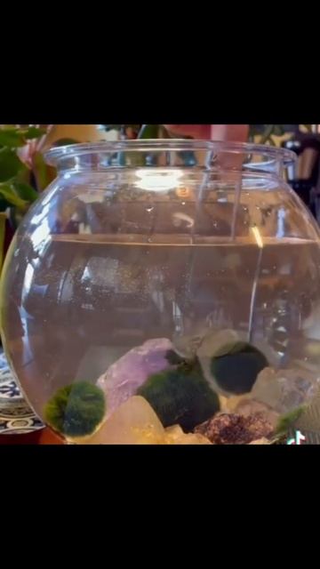 Dekorace do bytu - Řasokoule Zelená #shorts