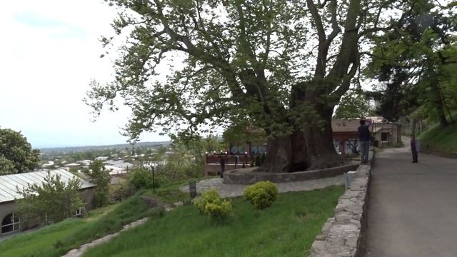Platanus orientalis in Telavi, Georgia