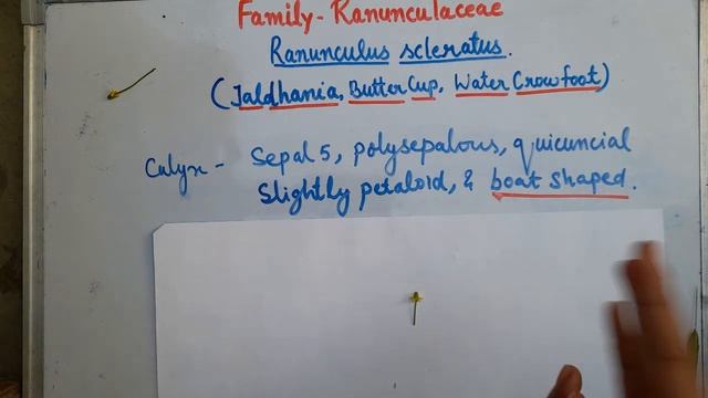 Dissection and taxonomic characters of Ranunculus scleratus/Jal dhaniya/buttercup/water crowfoot