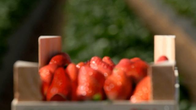 Beneficios de las fresas para la salud