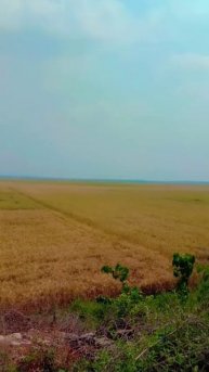 largest field of wheat in my area
