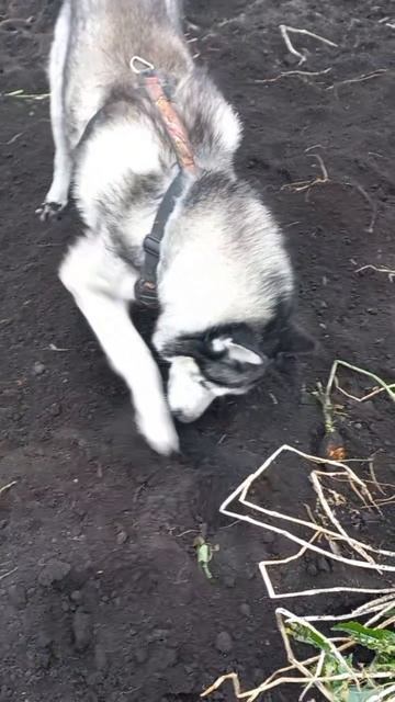 Помогатор Арзал