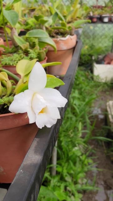 Laelia alaorii alba