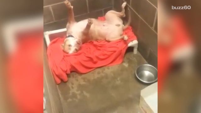 Shelter dog asking for belly rubs in viral video gets adopted