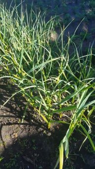 Последняя подкормка чеснока