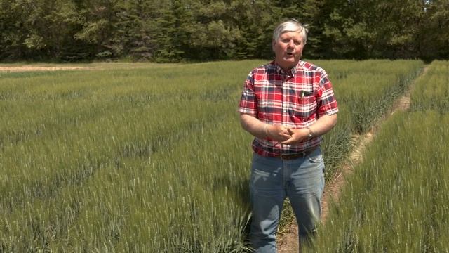 NCREC Eric Eriskmoen: Protein Enhancement in Winter Wheat