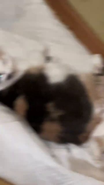 Приколы кот робокоп  #shorts #cat #catmemes #cats
