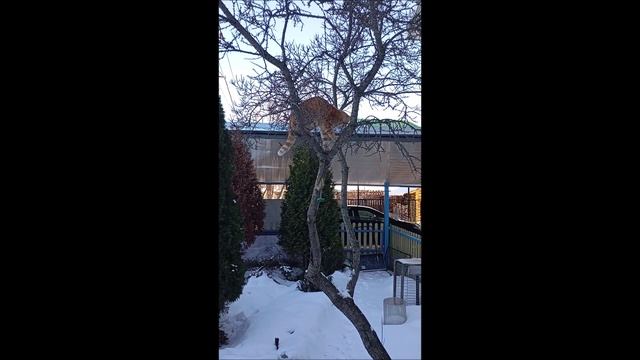 Кот. Верхолаз.