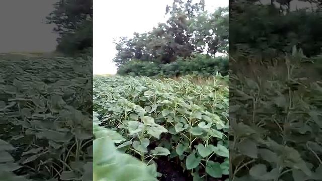 Обзор подсолнуха и люцерны