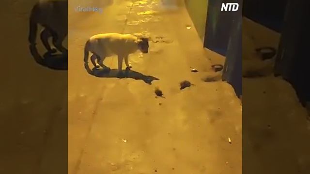 бой мышей, и судья кот!